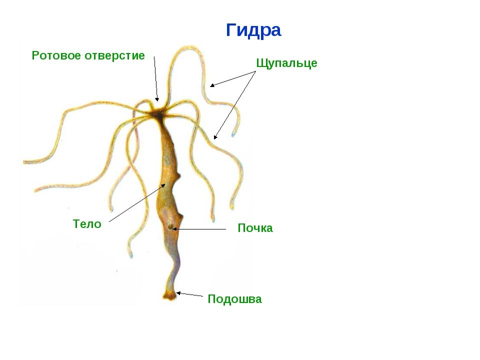 Кракен зеркало впн